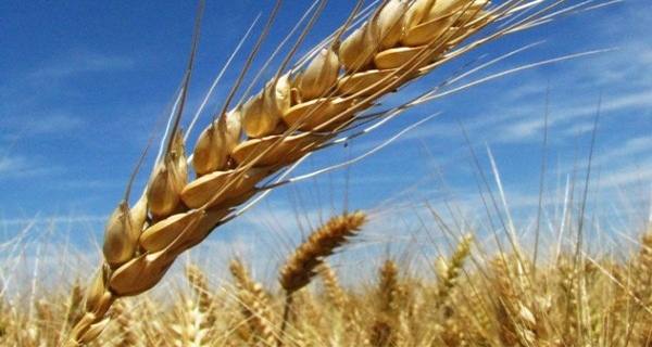 Barley