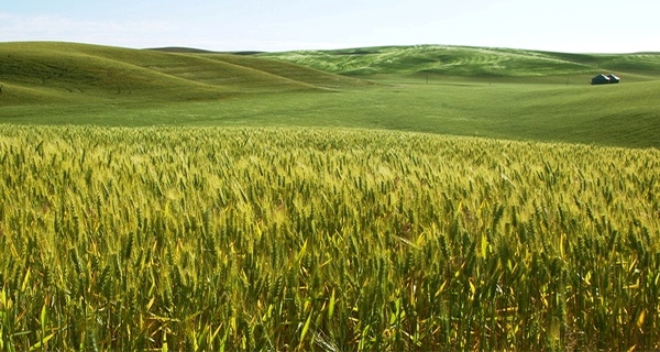 barley field