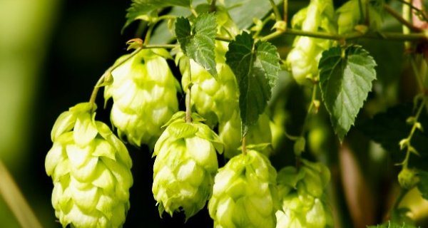 Hops