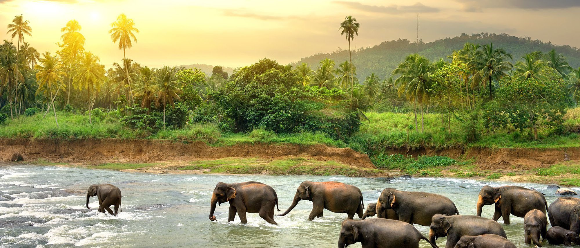 Elephants