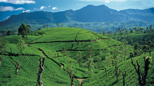 Tea Country